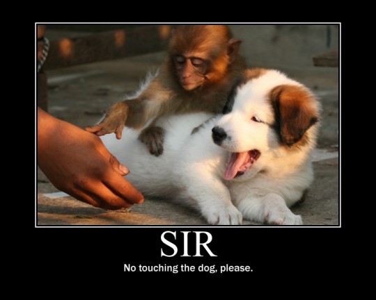 an image of a monkey and dog together, monkey is pushing a human hand away